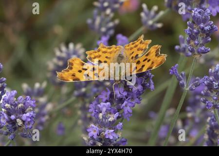 Komma-Schmetterling (Polygonia c-Album) erwachsenes Insekten, die auf einem Garten fressen Lavendelpflanze blüht im Sommer, England, Vereinigtes Königreich, Europa Stockfoto