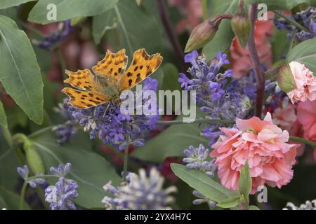 Komma-Schmetterling (Polygonia c-Album) erwachsenes Insekten, die auf einem Garten fressen Lavendelpflanze blüht im Sommer, England, Vereinigtes Königreich, Europa Stockfoto