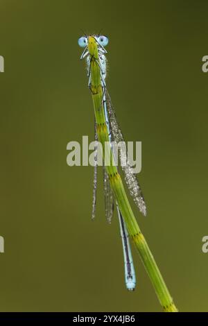 Hufeisen Damselfly (Coenagrion puella), männlich, vulkanische Eifel, Deutschland, Europa Stockfoto