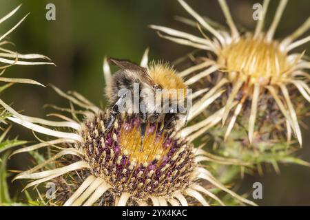 Feldhummel (Bombus pascuorum, Megabombus pascuorum floralis) auf Golddistel, Carlina vulgaris, Bombus pascuorum (Megabombus pascuorum floralis) Stockfoto