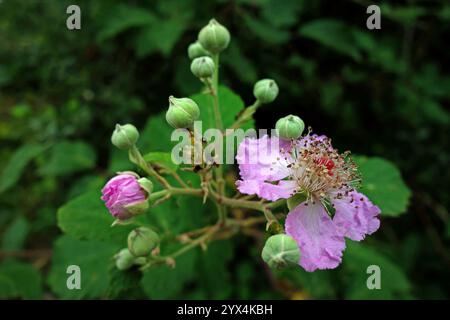 Beerenobst, brombeere, brombeere, brombeere, Rubus sectio Rubus, radialsymmetrische Blüte mit fünf Blütenblättern und vielen Staubblättern, radialsymmetrischer Fluss Stockfoto