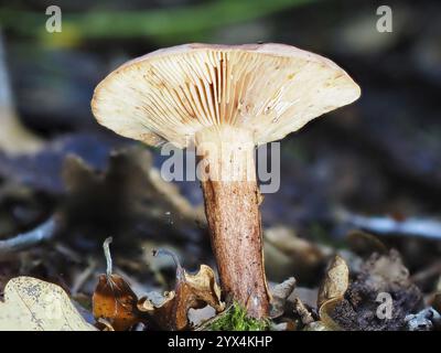 Pilz Lactarius rufus (Lactarius rufus, unscharfer Hintergrund, Nordrhein-Westfalen, Deutschland, Europa Stockfoto