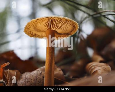 Pilzhäufung (Galerina), verschwommener Hintergrund, Nordrhein-Westfalen, Deutschland, Europa Stockfoto