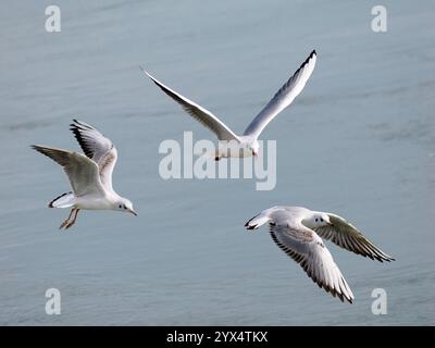 Nahaufnahme von drei Schwarzkopfmöwen (Chroicocephalus ridibundus) im Flug (Wintergefieder) auf dem Meeresgrund Stockfoto