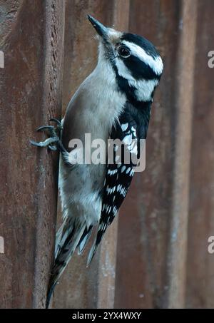 Ein Flaumspecht auf dem Deck Stockfoto