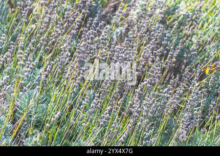 Wunderschöne Blumen Lavandula latifolia. Breitblättriger Lavendel, Lavendel, Aspik Lavendel, portugiesischer Lavendel. Eine blühende Pflanze. Stockfoto