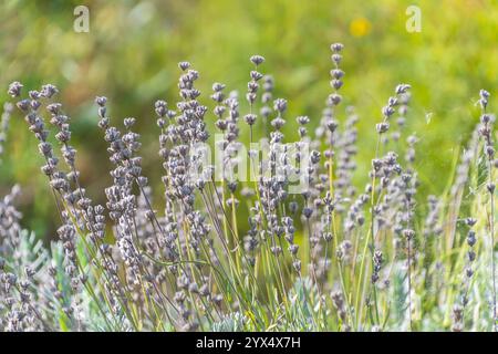 Wunderschöne Blumen Lavandula latifolia. Breitblättriger Lavendel, Lavendel, Aspik Lavendel, portugiesischer Lavendel. Eine blühende Pflanze. Stockfoto