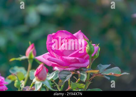 Wunderschöne rosa odorata im Garten. Duftende Blumen Stockfoto