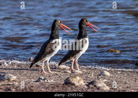 Amerikanisch (Galapagos) Austernfänger (Haematopus palliatus galapagensis) - Insel Rabida, Galapagos-Inseln, Ecuador. Ausgewachsene Vögel werden gezeigt. Stockfoto