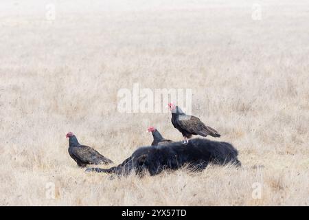 Drei Truthahngeier und tote Kuh Stockfoto