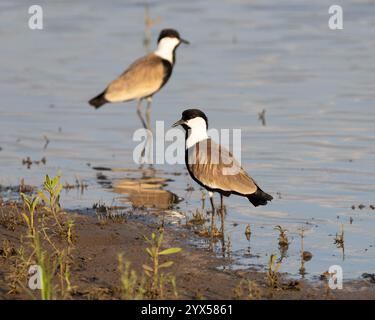 Zwei Sporenflügelpfeifer auf der Sandbank eines Sees in Tansania Stockfoto