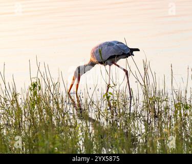 Ein Gelbschnabelstorch, der in einem See im Nyerere Park in Tansania fischt Stockfoto