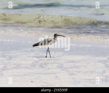 Ein Wahnsinn beim Angeln am Ufer in Sansibar Stockfoto