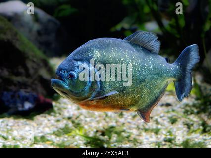 Unterwasserfoto einer Piraya Piranha Stockfoto