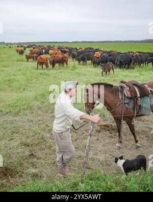 San Antonio de Areco, Argentinien – 19. November 2024: Ein argentinischer Gaucho mit Pferd, Hund und Rinderherde in den Pampas Stockfoto