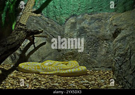 Blick auf die wunderschöne weiße und gelbe Albatross-Python, die in einem Ball auf dem Boden ruht, Sofia, Bulgarien Stockfoto