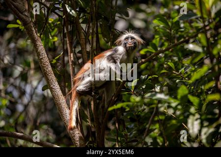 Ein Sansibar-roter Colobus-Affe mit einem unnatürlich kurzen, stummen Schwanz sitzt auf einem Baumzweig und schaut sich um. Starker Kontrast. Sonnenlicht und Sonnenschirme. Stockfoto