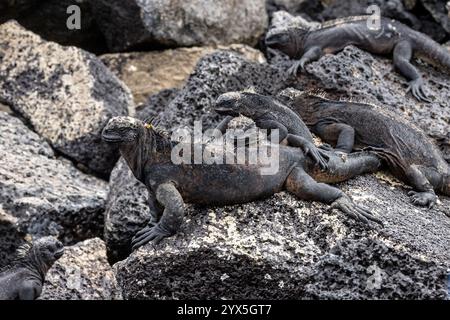 Meeres-Iguana (Amblyrhynchus cristatus mertensis), Insel Sombrero Chino, Galapagos-Inseln, Ecuador. Gruppe von Tieren, die sich auf Felsen sonnen. Stockfoto