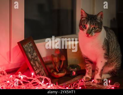 Hauskatze und Weihnachtslichter Stockfoto