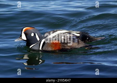 Männliche Harlekin-Ente schwimmt anmutig im klaren Wasser. Das leuchtende Gefieder zeigt auffällige Farben und reflektiert das Sonnenlicht. Stockfoto