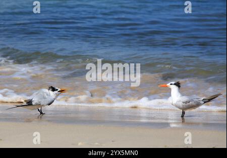 Ein Paar Royal Tern Birds an der Küste von Grenada. Das sind zwei kleine Watvögel und einer ist sehr flauschig mit offenem Schnabel, es gibt eine blaue Seesca Stockfoto