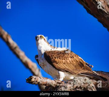 Ein Osprey sitzt auf einem Ast am Himmel. Der Vogel ist braun und weiß. Der Himmel ist blau und klar Stockfoto