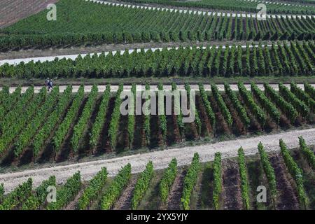 Riverside Weinberg im Rheingau-Taunus-Kreis in Hessen. Rebreihen in einem Weinberg. Stockfoto