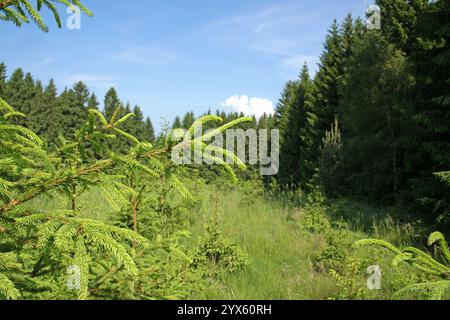 Fichtenzweige in einer Nahaufnahme Stockfoto