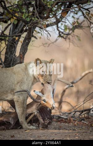 Kopf-Schulter-Blick auf eine Löwin, Panthera Leo, mit Impala Kill, Aepyceros melampus, während der Trockenzeit im Gonarezhou Nationalpark, Masvingo, zim Stockfoto