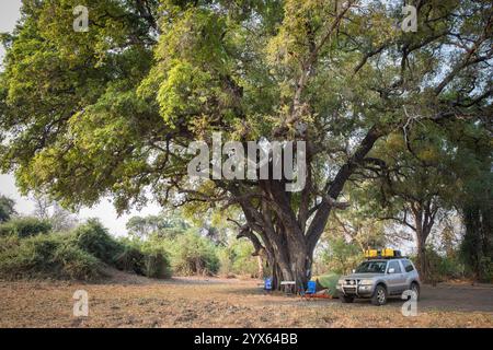 Einfaches Camp unter einem riesigen Baum auf dem abgelegenen exklusiven Campingplatz Machaniwa, Gonarezhou Nationalpark, Masvingo Provinz, Simbabwe. Stockfoto