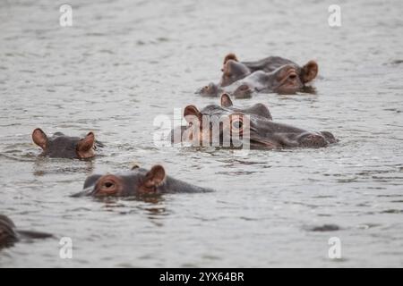 Eine Flotte Flusspferde, Hippopotamus amphibius, ist in einem Wasserbecken im Gonarezhou-Nationalpark in der Provinz Masvingo in Simbabwe untergetaucht. Stockfoto
