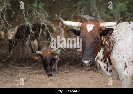 Nguni-Rinder ruhen im Schatten entlang des trockenen Sandbeckens des Limpopo River in der Trockenzeit an der Grenze zwischen Simbabwe und Mosambik im Limpopo NP Stockfoto