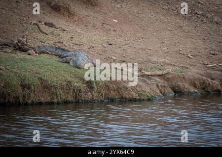 Crocodylus niloticus, ein riesiges Nil-Krokodil, liegt am Ufer eines Flusses im Kruger-Nationalpark, Provinz Limpopo, Südafrika. Stockfoto