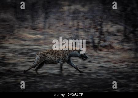 Gefleckte Hyäne, Crocuta crocuta, verläuft durch Mopane-Wälder des Kruger-Nationalparks, Provinz Limpopo, Südafrika. Stockfoto