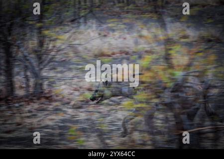 Gefleckte Hyäne, Crocuta crocuta, verläuft durch Mopane-Wälder des Kruger-Nationalparks, Provinz Limpopo, Südafrika. Stockfoto