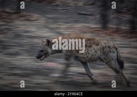 Gefleckte Hyäne, Crocuta crocuta, verläuft durch Mopane-Wälder des Kruger-Nationalparks, Provinz Limpopo, Südafrika. Stockfoto