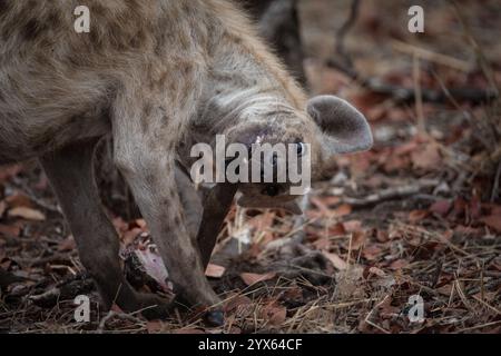 Eine gefleckte Hyäne, Crocuta crocuta, kaut in den Mopane-Wäldern des Kruger-Nationalparks, Limpopo, Südafrika, auf und gibt einen lustigen Blick. Stockfoto