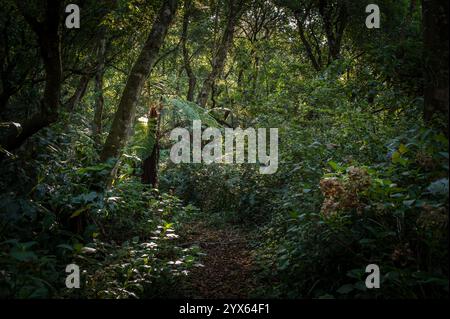 Pfad durch dichten Afromontanen Wald Lebensraum in Vumba Botanical Gardens and Reserve, Eastern Highlands, Mutare, Manicaland Province, Simbabwe. Stockfoto