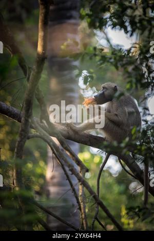 Ein gelber Pavian, Papio cynocephalus, isst eine Kokospalmenfrucht im Gorongosa-Nationalpark in der Provinz Sofala, Mosambik. Stockfoto