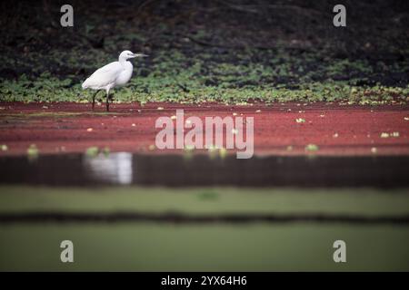 Reiher, Egretta garzetta, in einer Feuchtpfanne, zwischen den Wäldern von Mhpingwe, Provinz Sofala, Mosambik. Stockfoto