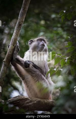 Samango-Affen, Cercopithecus albogularis, hoch oben in den Wäldern von Mhpingwe, Provinz Sofala, Mosambik. Stockfoto