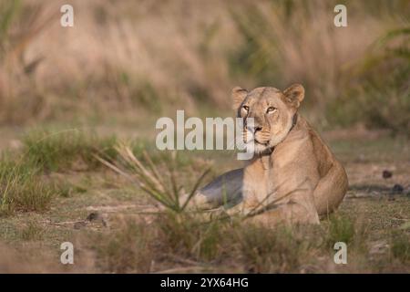 Der afrikanische Löwe Panthera leo wurde nach Coutada 11, Provinz Sofala, Mosambik, wieder eingeführt; Forscher verwenden GPS-Funkhalsbänder, um sie zu verfolgen. Stockfoto