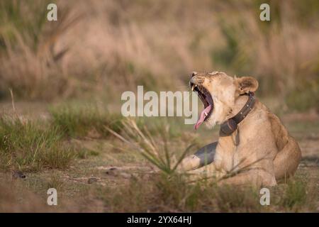 Der afrikanische Löwe Panthera leo wurde nach Coutada 11, Provinz Sofala, Mosambik, wieder eingeführt; Forscher verwenden GPS-Funkhalsbänder, um sie zu verfolgen. Stockfoto