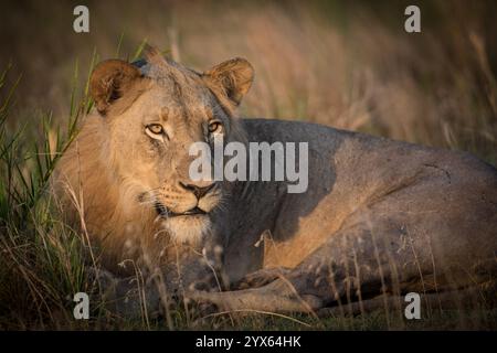 Der afrikanische Löwe Panthera leo wurde nach Coutada 11, Provinz Sofala, Mosambik, wieder eingeführt; Forscher verwenden GPS-Funkhalsbänder, um sie zu verfolgen. Stockfoto