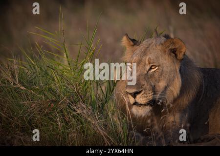 Der afrikanische Löwe Panthera leo wurde nach Coutada 11, Provinz Sofala, Mosambik, wieder eingeführt; Forscher verwenden GPS-Funkhalsbänder, um sie zu verfolgen. Stockfoto