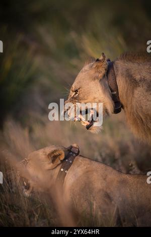 Der afrikanische Löwe Panthera leo wurde nach Coutada 11, Provinz Sofala, Mosambik, wieder eingeführt; Forscher verwenden GPS-Funkhalsbänder, um sie zu verfolgen. Stockfoto