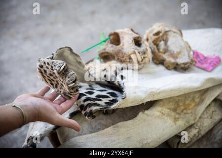 Mit Tags versehene Leopardentrophäen einschließlich gesalzener Schädel und Haut aus Afrika Leopard, Panthera pardus, aus Jagdkonzession, Sofala Provinz, Mosambik. Stockfoto