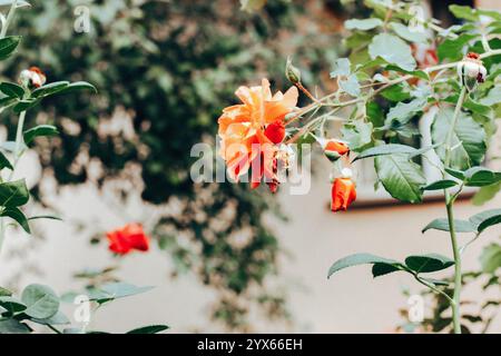 Orange Rosenknospe in voller Blüte. Eine einzelne Rosenknospe von oben vor einer hellen natürlichen Kulisse. Duftende aromatische Einzelblüte aus nächster Nähe. Gartenbau Stockfoto