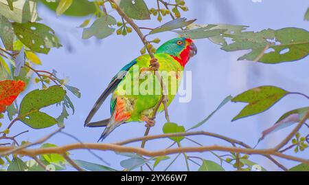 Ein Swift-Papagei (Lathamus discolor) bedrohte Vögel, die in einem Eukalyptusbaum mit blauem Himmel an sonnigem Tag in Hobart, Tasmanien, Australien, herumstöbern Stockfoto