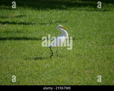 Ardea Bubulcus Ibis Vogel auf dem Rasen zwischen Palmen in Maspalomas, Gran Canaria. Stockfoto